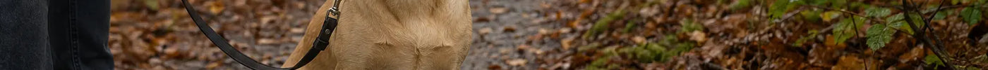 Hond wendt zich tijdens een herfstwandeling af van paddenstoelen langs het pad