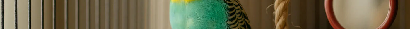 Een parkiet als huisdier: je eerste keer een vogel, wat komt erbij kijken?