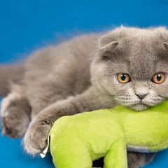 Kattenknuffels