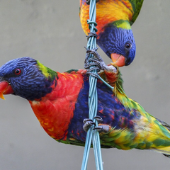 Collection image for: Klimtouw, netten & ladders