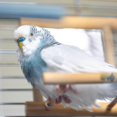 Collection image for: Spiegels voor vogels