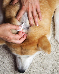 Vlooien, teken & ontworming