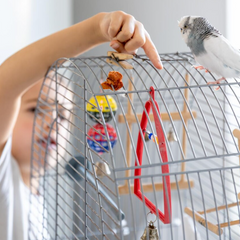 Collection image for: Vogelkooien & volieres