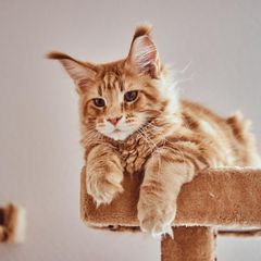 Collection image for: Alle krabpalen