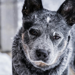 Collection image for: Voer voor oudere honden (senior)