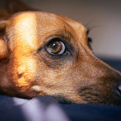 Collection image for: Oogverzorging