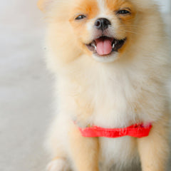 Collection image for: Voer voor zeer kleine rassen (<4kg)