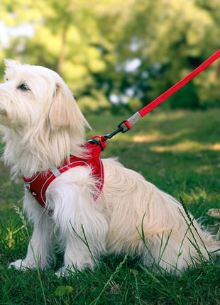 Zolux Szelki oddychające z siatki S czerwone