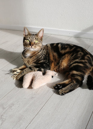 D&D Katzenkissen Latif