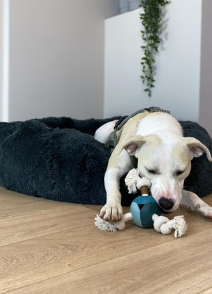 D&D Hundespielzeug Levi