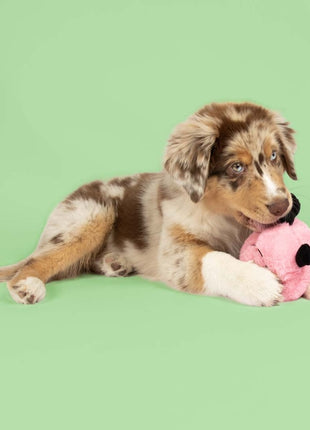 Coockoo Hundespielzeug Bouncy Buddy