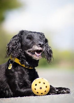 Trixie Gatenbal Natuurrubber Met Bel Voor Blinde Of Gehandicapte Hond