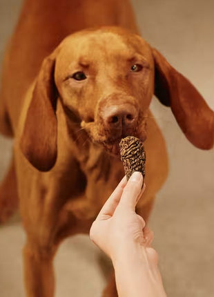 Carnilove Dog Jerky Lamb & Salmon - jagnięcina i łosoś 100g