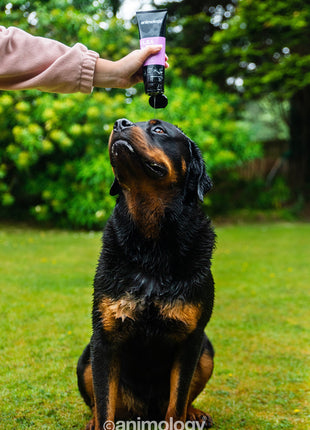 Animology Flea & Tick Dog Shampoo 250 ml