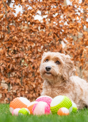 Dog Comets Glow In The Dark Moon Bal Roze