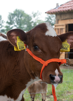 Halster Kalf verstelbaar breed oranje Kalf