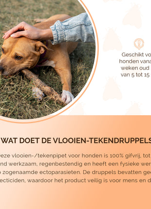 Knock Pest vlooien-tekenpipet Hond ≥ 5 kg