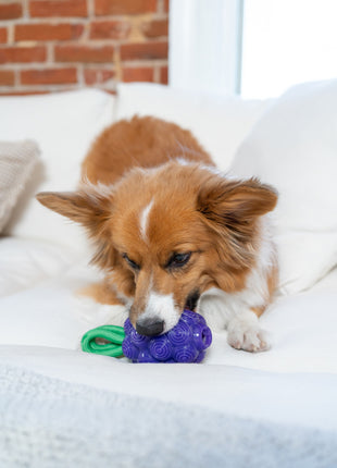Outward Hound Dental Grapes