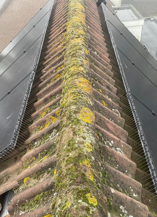 Vogelpinnen Zonnepanelen 50 cm Transparant