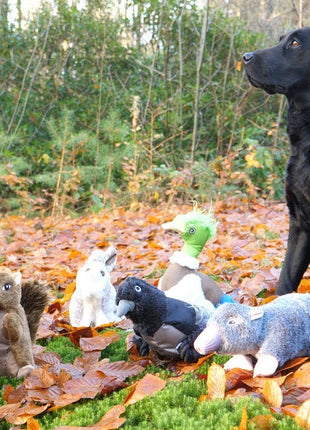 Wild Life Dog Eend
